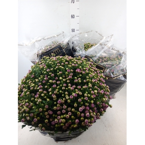 Chrysanthemum   ..