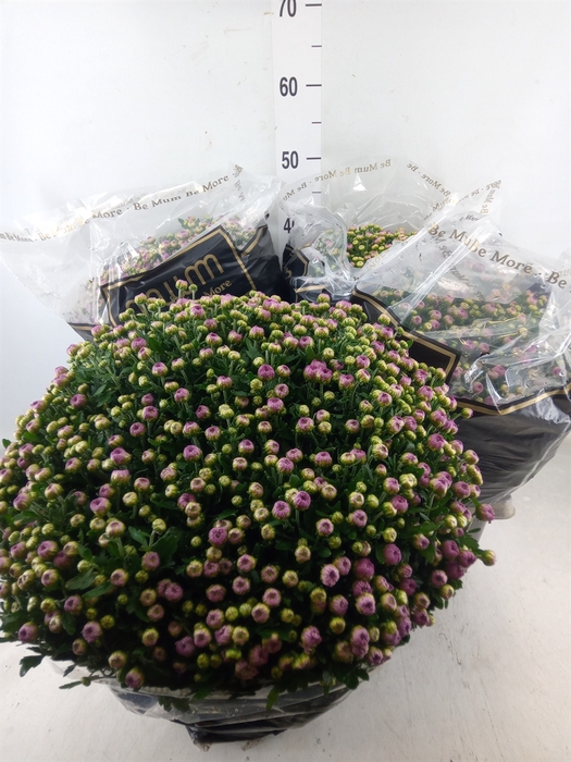 <h4>Chrysanthemum   ..</h4>