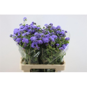 Ageratum Blue Planet