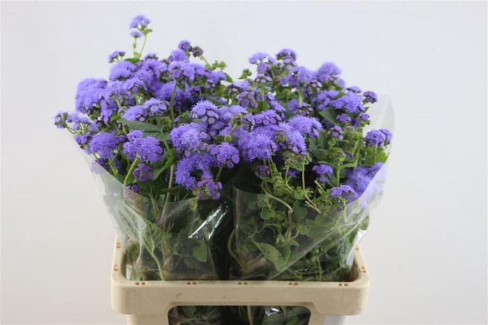 <h4>Ageratum Blue Planet</h4>