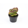 KALANCHOE THYRSIFLORA P11