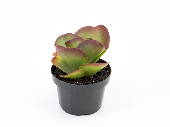 KALANCHOE THYRSIFLORA P11