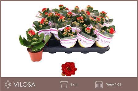 <h4>Kal Ge Rubio Red</h4>