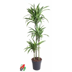 Dracaena fr de 'LemonLime'