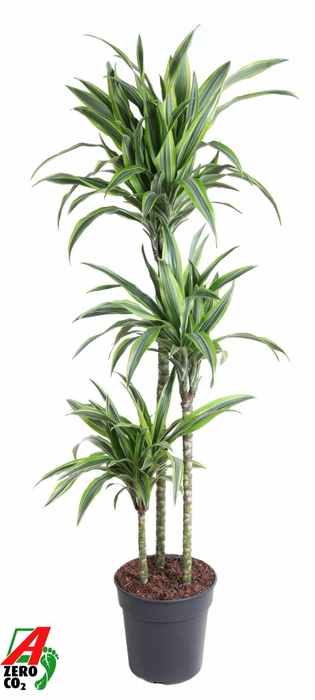 <h4>Dracaena fr de 'LemonLime'</h4>