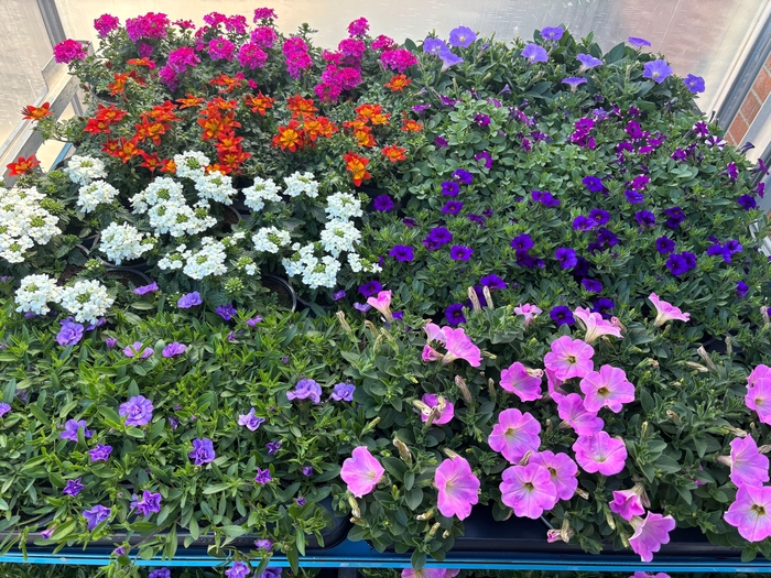 <h4>PERKPL MIXK</h4>