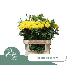 TAGE E  CO YELLOW
