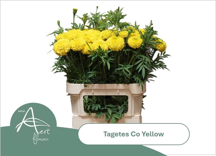 <h4>TAGE E  CO YELLOW</h4>