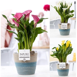 Zantedeschia mix in P&PURE Fashionpot Valerie