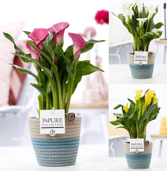 <h4>Zantedeschia mix in P&PURE Fashionpot Valerie</h4>