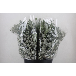 Pittosp Ralphi Leaves 200gr P Bunch