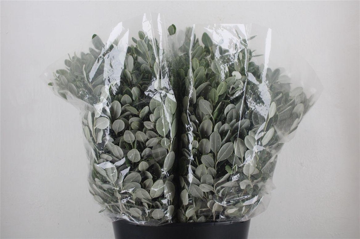 <h4>Pittosp Ralphi Leaves 200gr P Bunch</h4>