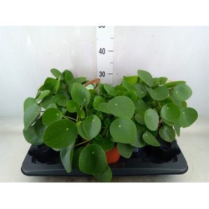 Pilea peperomoides