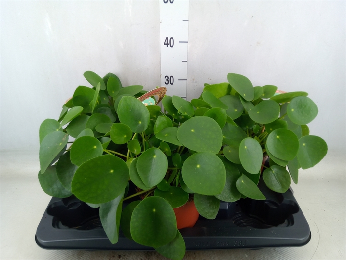 <h4>Pilea peperomoides</h4>
