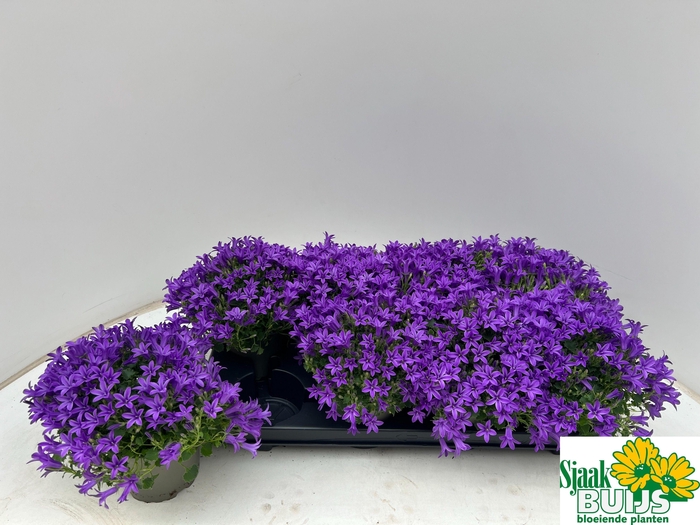 <h4>CAMP POR KRIS</h4>