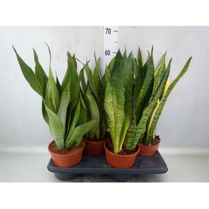 Sansevieria trifa.   ...