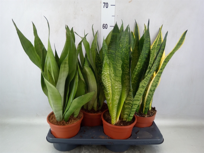 Sansevieria trifa.   ...