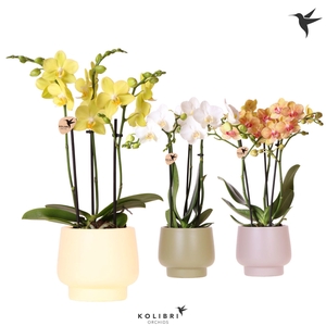 Kolibri Orchids Phalaenopsis mix 3 spike in Scandic pot mix