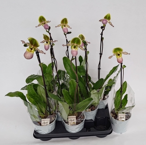 PAPH MULTIFLOWER GEM