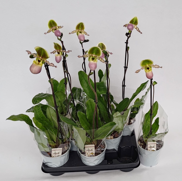 <h4>PAPH MULTIFLOWER GEM</h4>