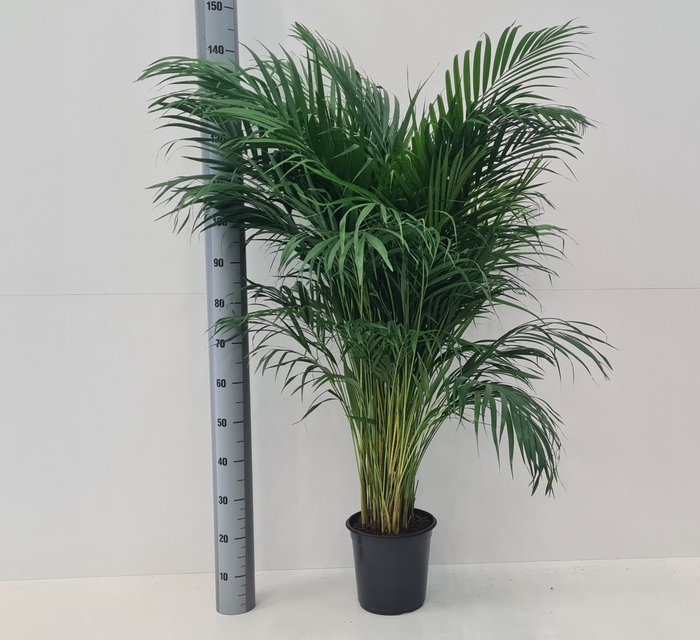 <h4>DYPSIS LUTESCENS</h4>