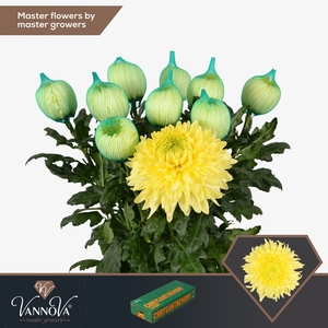 Chrysanten Chr G Magnum Yellow
