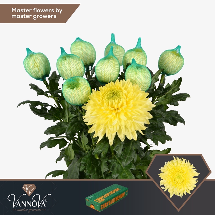 <h4>Chrysanten Chr G Magnum Yellow</h4>