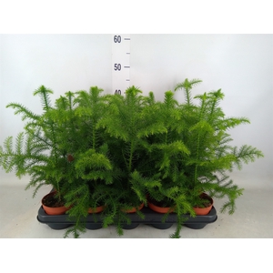 Araucaria heterophylla