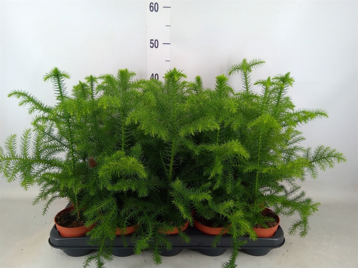 <h4>Araucaria heterophylla</h4>