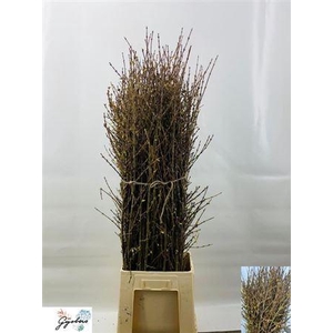 Forsythia I Spectabilis