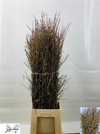 <h4>Forsythia I Spectabilis</h4>