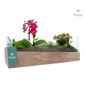 Aquarium Medium met Arrangement