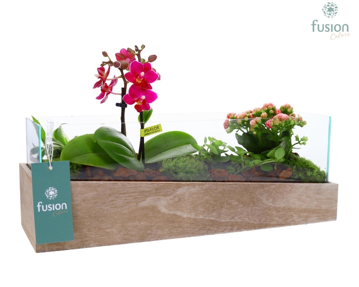 <h4>Aquarium Medium met Arrangement</h4>