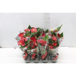 ANTHURIUM RED SUCCESS P09