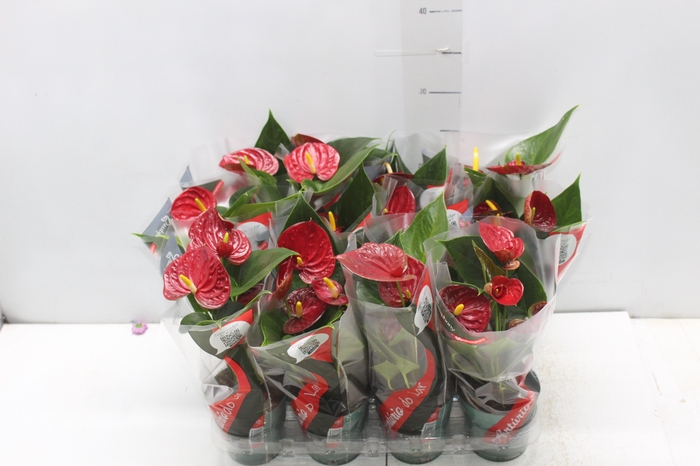 <h4>ANTHURIUM RED SUCCESS P09</h4>