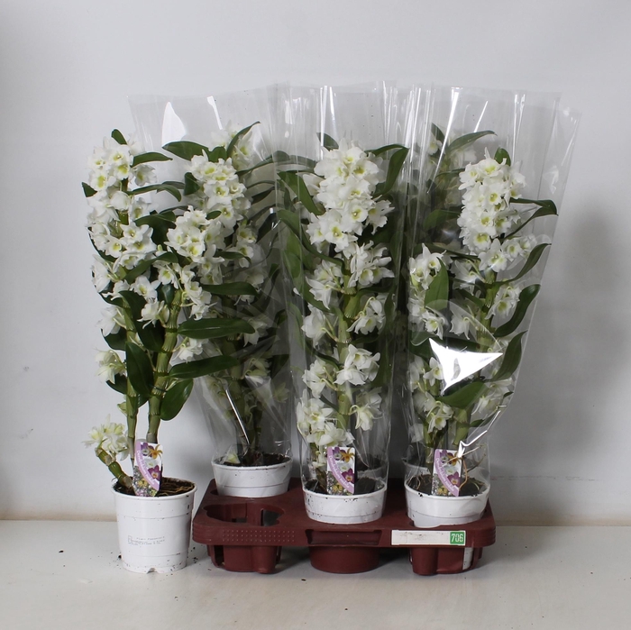 <h4>DEND NOBILE</h4>