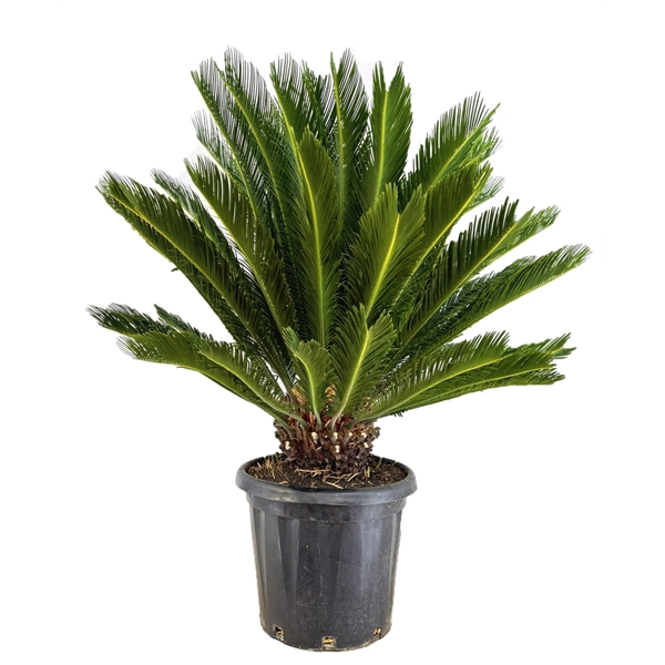<h4>Cycas revoluta</h4>