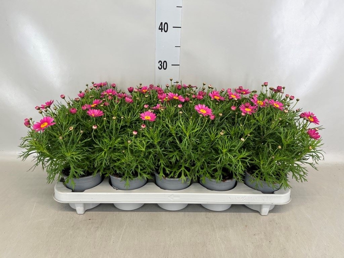 <h4>Argyranthemum  'DaisyC Sumit Pink'</h4>