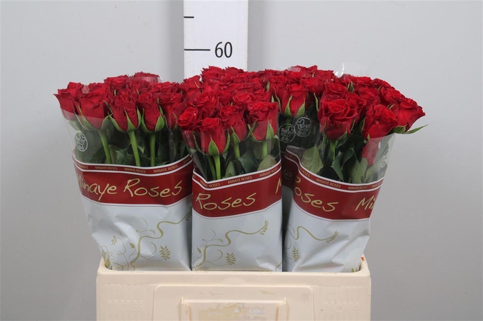 <h4>R Gr Furiosa</h4>