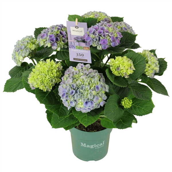 <h4>Hydrangea Magical Evolution ® blue 9/10 flowers</h4>