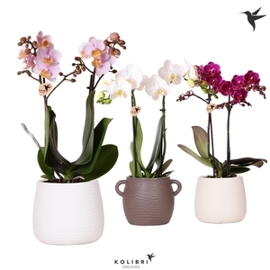 Kolibri Orchids Phalaenopsis mix 2 spike in Scales pot mix