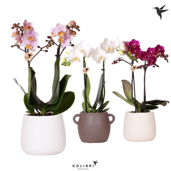 <h4>Kolibri Orchids Phalaenopsis mix 2 spike in Scales pot mix</h4>