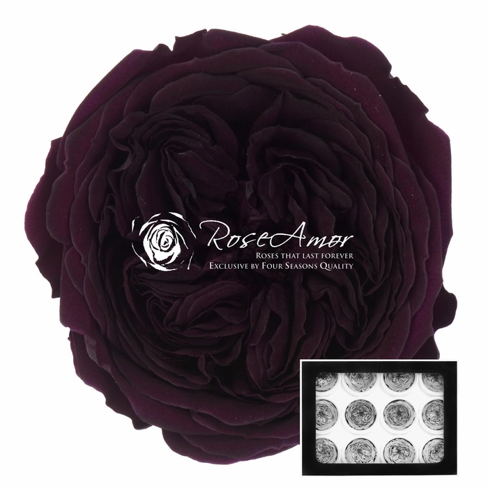 <h4>Amelia Pur01</h4>