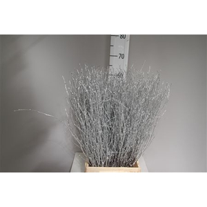 Betula per bos kleurbehandeld