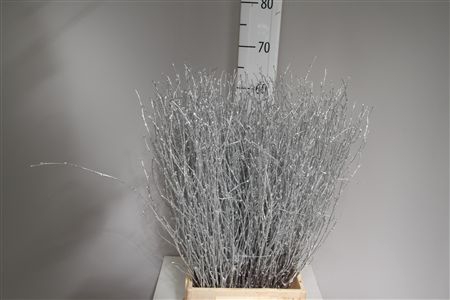 <h4>Betula per bos kleurbehandeld</h4>