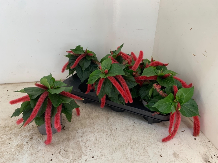 <h4>ACALY HISPIDA</h4>