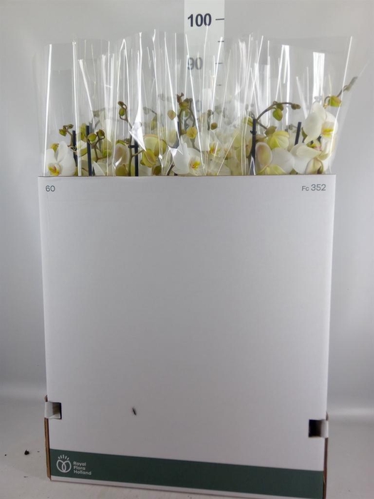 <h4>Phalaenopsis   ...white</h4>