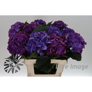 Hydrangea royal opera