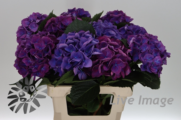 <h4>Hydrangea royal opera</h4>