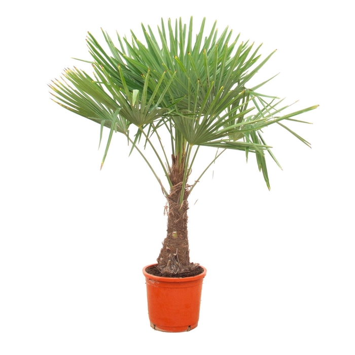 <h4>Trachycarpus fortunei</h4>